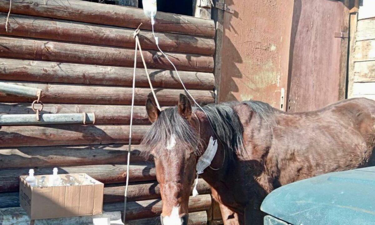 Полиция нашла хозяина оказавшейся на трассе в Сочи лошади с ранами