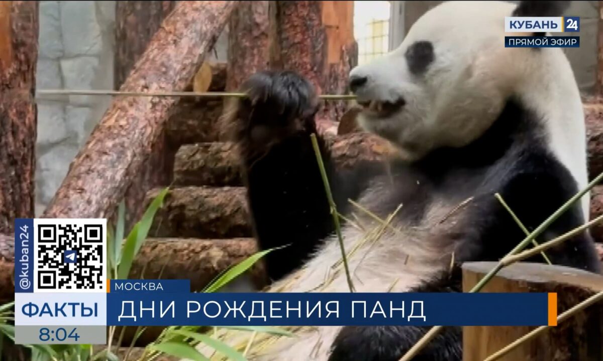 В Московском зоопарке отметили дни рождения панд Жуи и ДинДин