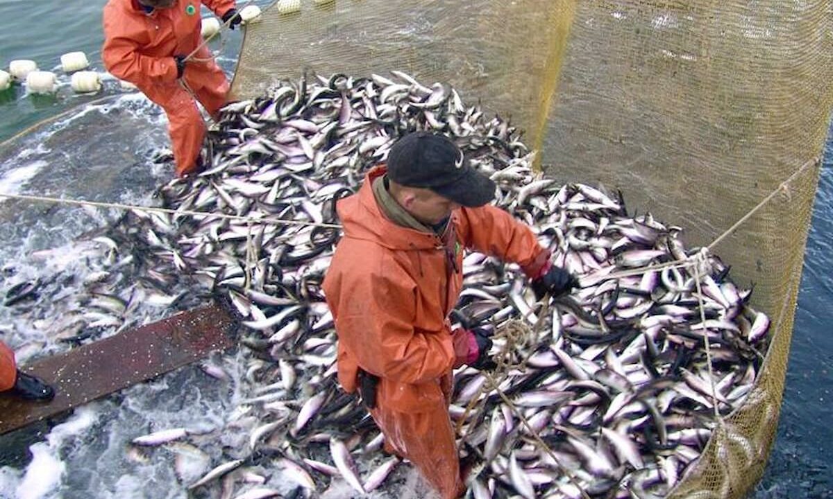 Вылов рыбы из Черного и Азовского морей увеличился почти на 50%
