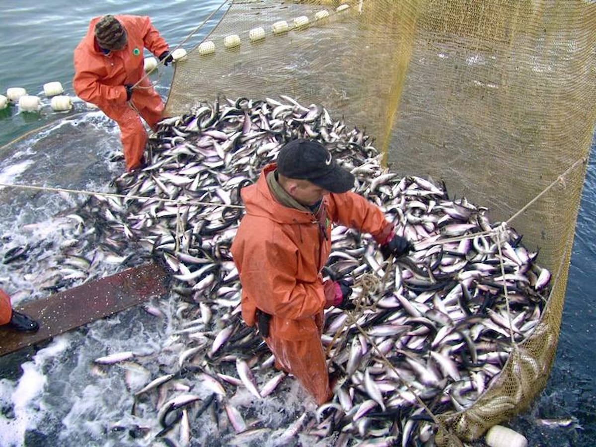 Вылов рыбы из Черного и Азовского морей увеличился почти на 50%