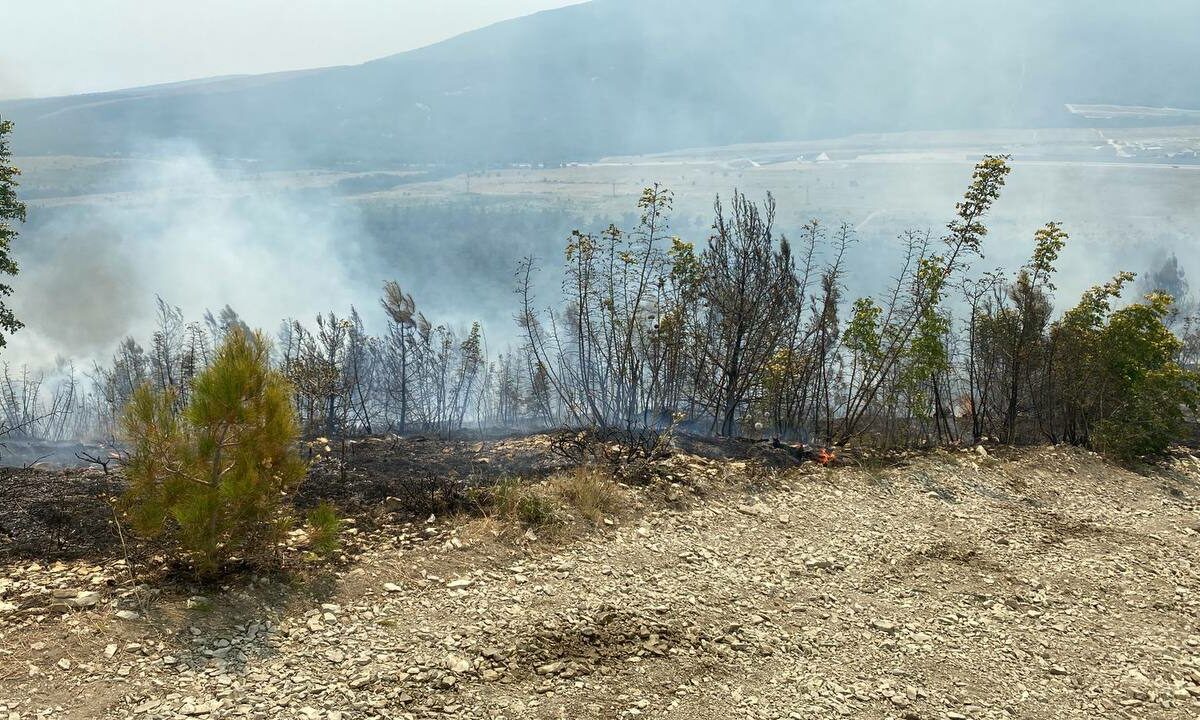 Прокуратура начала проверку из-за лесного пожара в Кабардинке