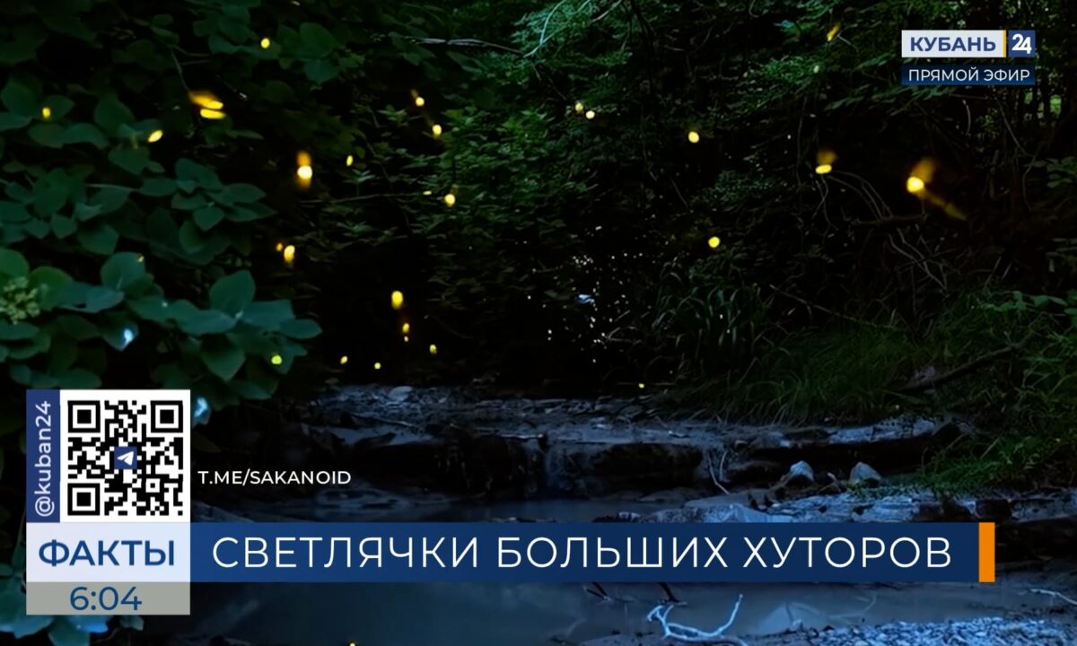 В Новороссийске представлен арт-проект о светлячках, созданный с помощью ИИ