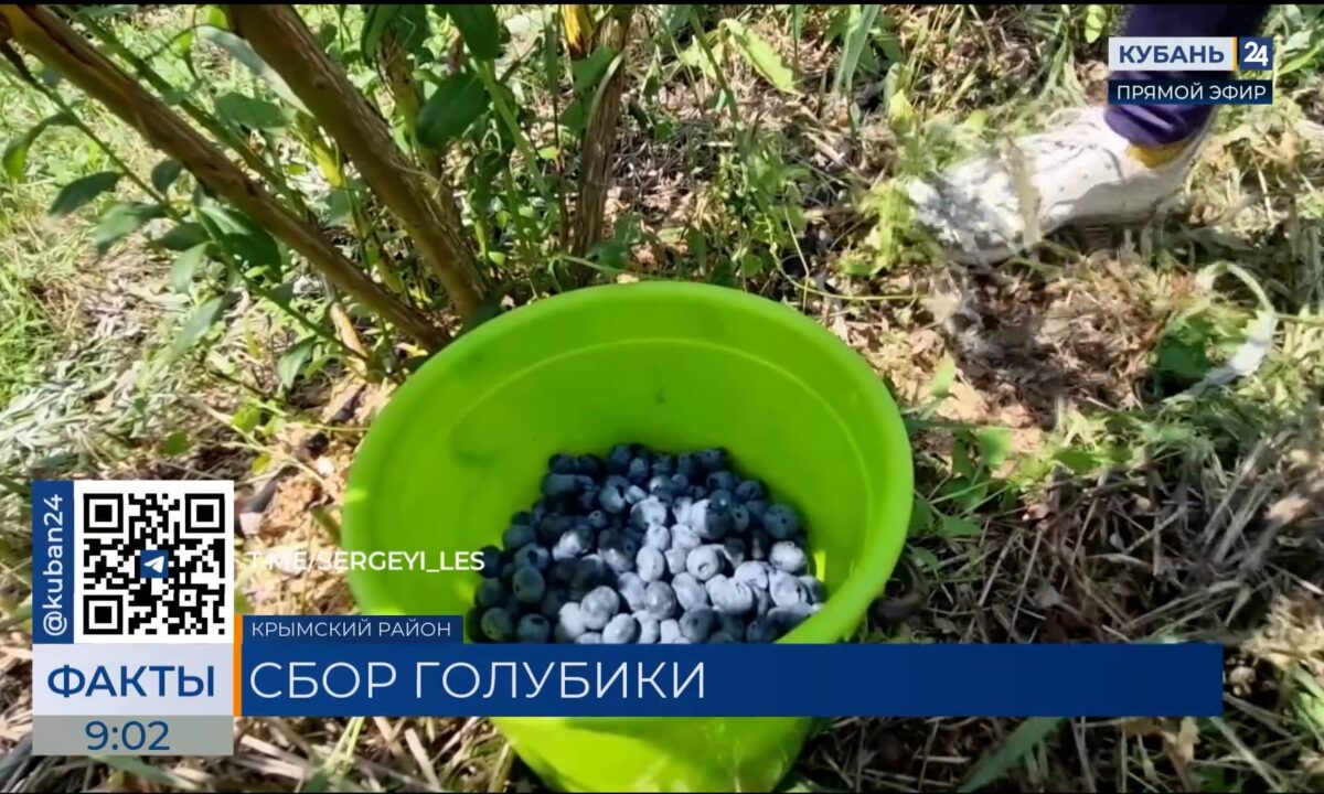 В Крымском районе аграрии завершают сбор голубики