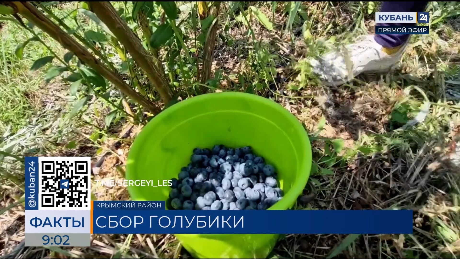 В Крымском районе аграрии завершают сбор голубики