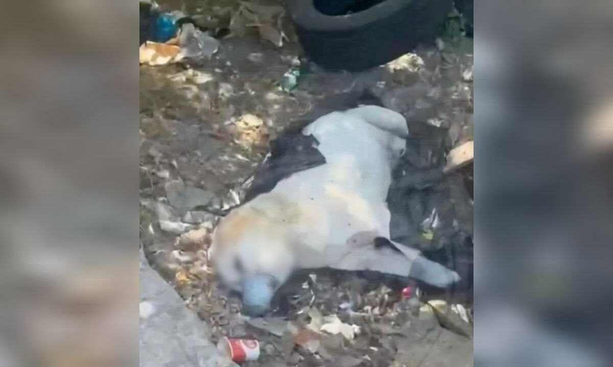 Уголовное дело возбудили после обнаружения убитой собаки на мусорке в Сочи