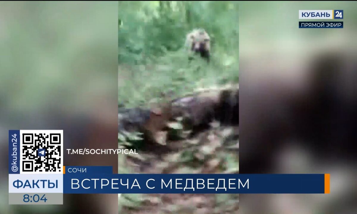 Грибник едва не стал игрушкой медвежонка в лесу Сочи