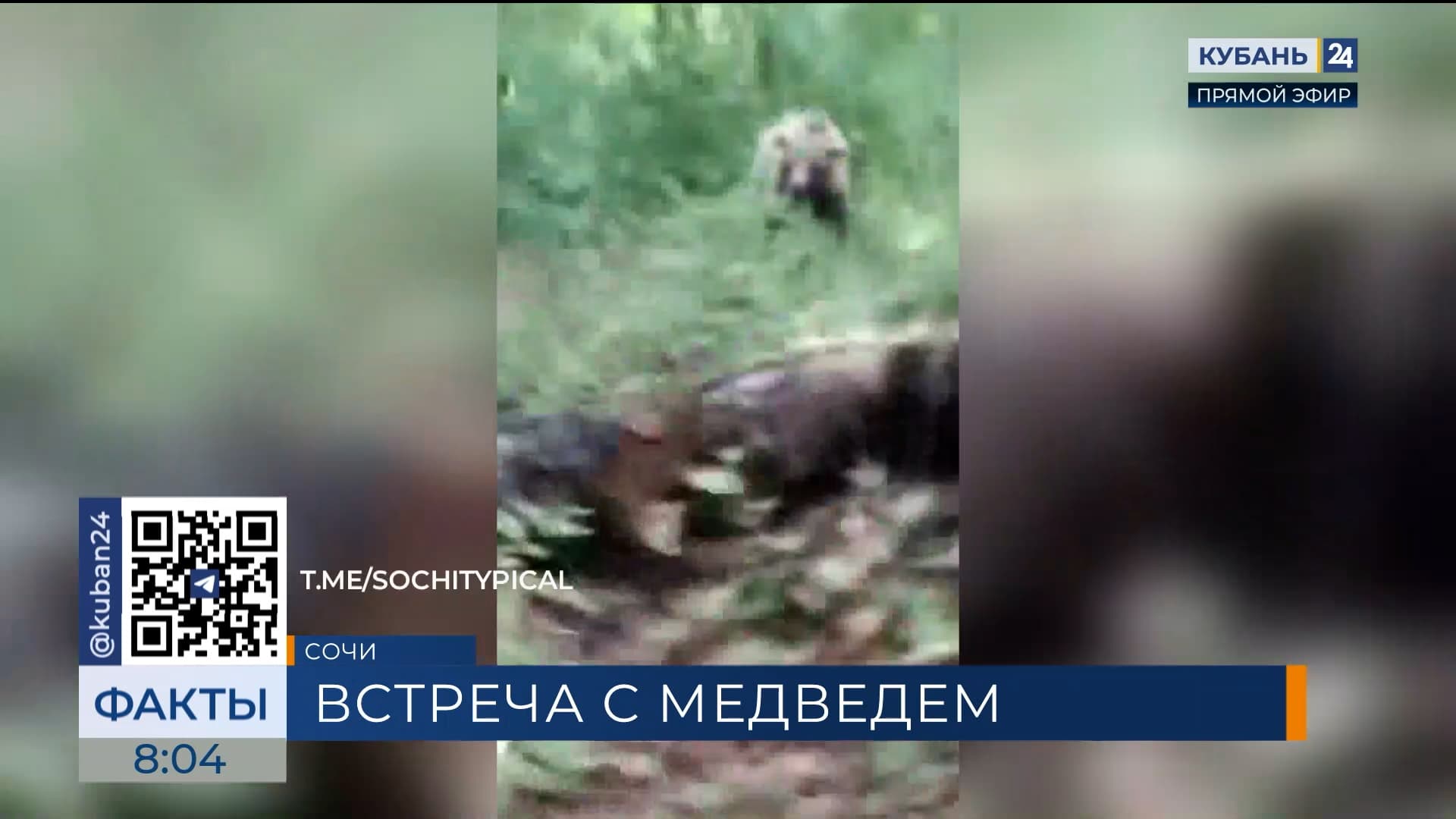 Грибник едва не стал игрушкой медвежонка в лесу Сочи