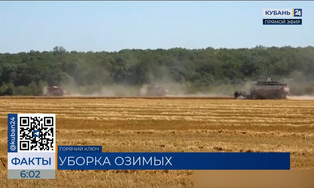 В Горячем Ключе аграрии приступили к уборке озимой пшеницы