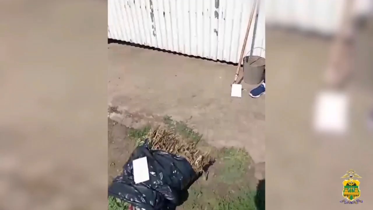 За выращенные на огороде 400 кустов мака жителю Кубани грозит до восьми лет