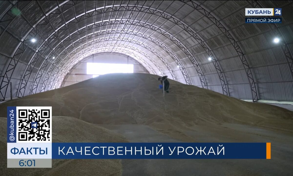 На Кубани собрали первые 72 тыс. тонн пшеницы