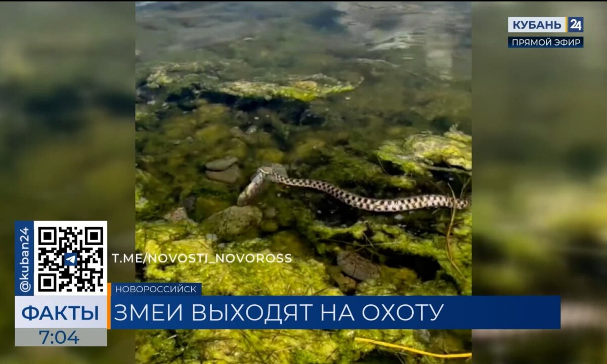 Змея «в клеточку» напугала жителей Новороссийска