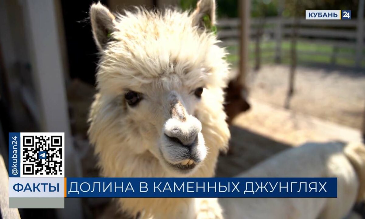 Долину альпака планируют открыть в сентябре на парковке ТЦ в Краснодаре