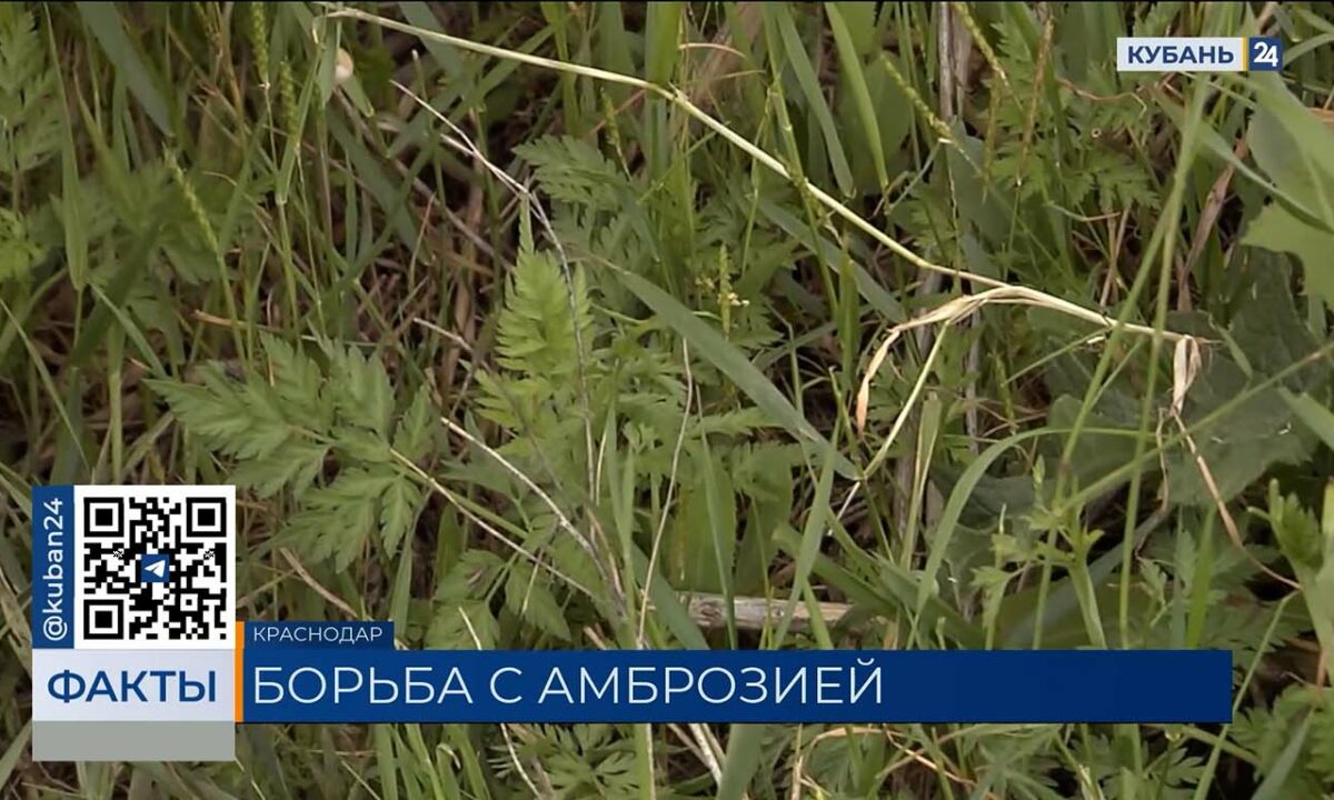 В Краснодаре перед сезоном аллергии выкосили 17 тыс. гектаров амброзии