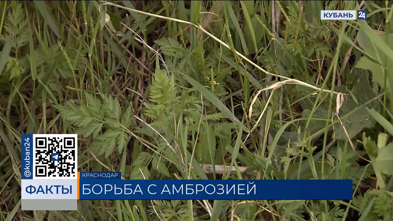 В Краснодаре перед сезоном аллергии выкосили 17 тыс. гектаров амброзии