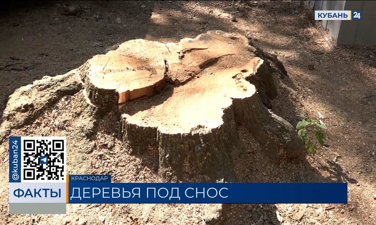 В мэрии Краснодара назвали причину вырубки деревьев в Чистяковской роще