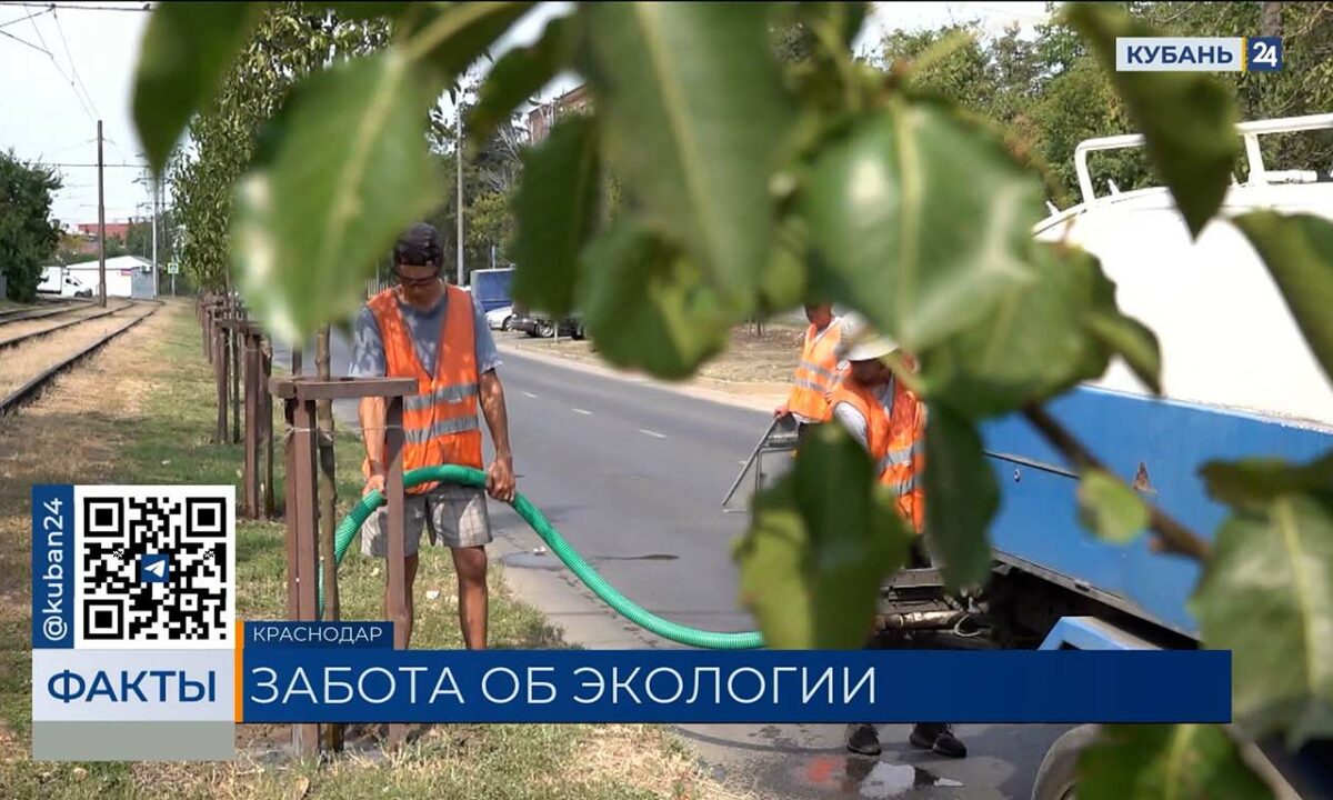 Около 2 тыс. деревьев и 15 тыс. кустарниковых растений высадят в Краснодаре