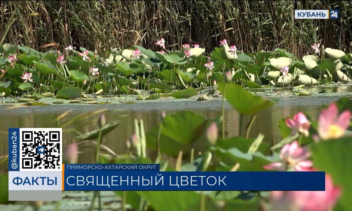 Пик цветения лотосов пришелся на август в Краснодарском крае