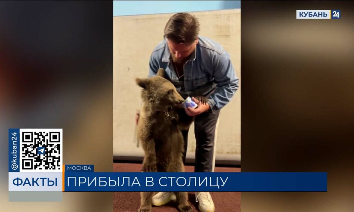 Спасенную в Апшеронском районе медведицу привезли в цирк в Москве