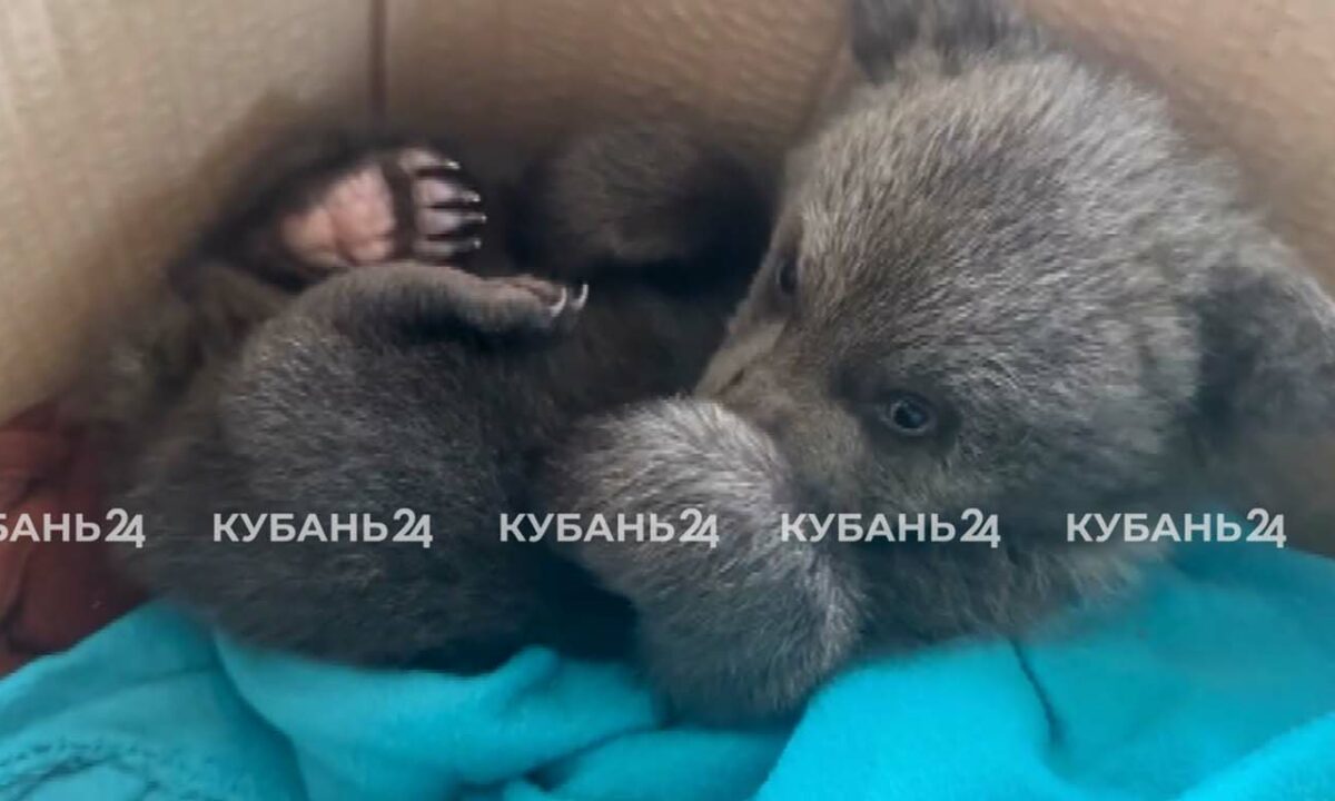 Найденного туристами медвежонка приютила семья из Апшеронского района