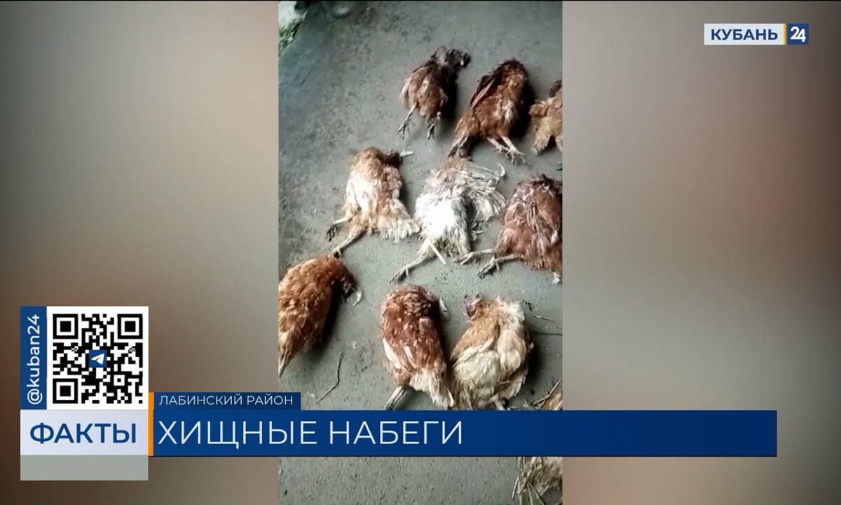 Сбежавшие с фермы норки нападают на домашних птиц в Лабинском районе