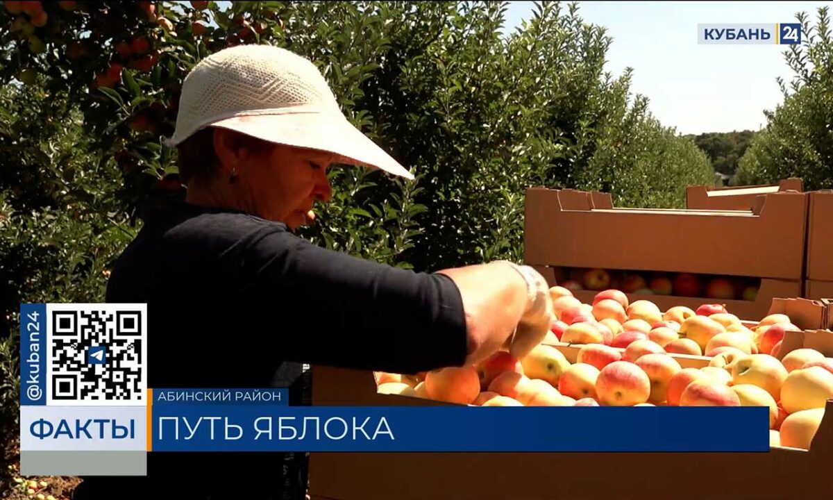 Сбор осенних яблок сорта «гала» стартовал в Краснодарском крае