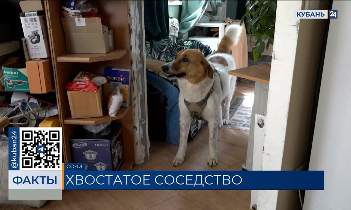 Конфликт из-за собак разгорелся между жителями ЖК в Сочи