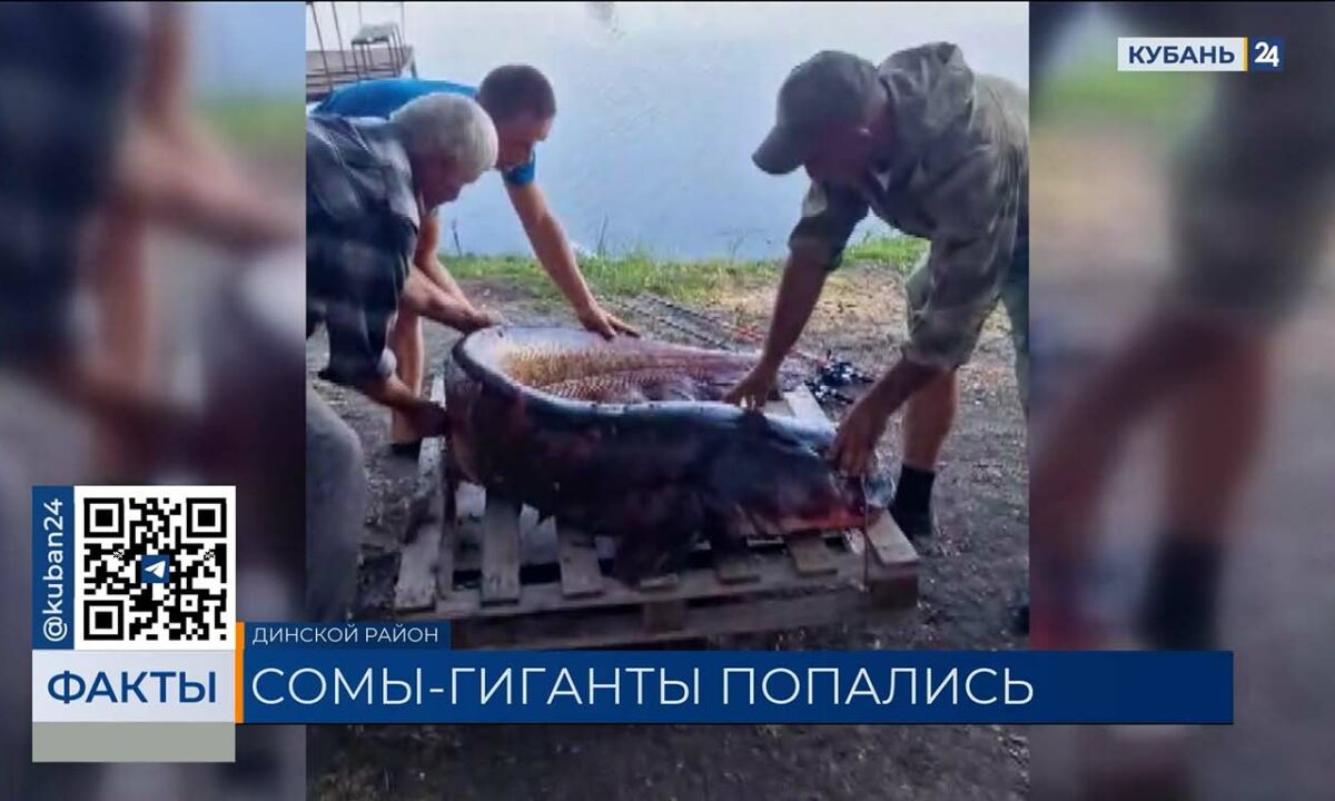 Сома весом 65,5 кг выловил рыбак в Динском районе