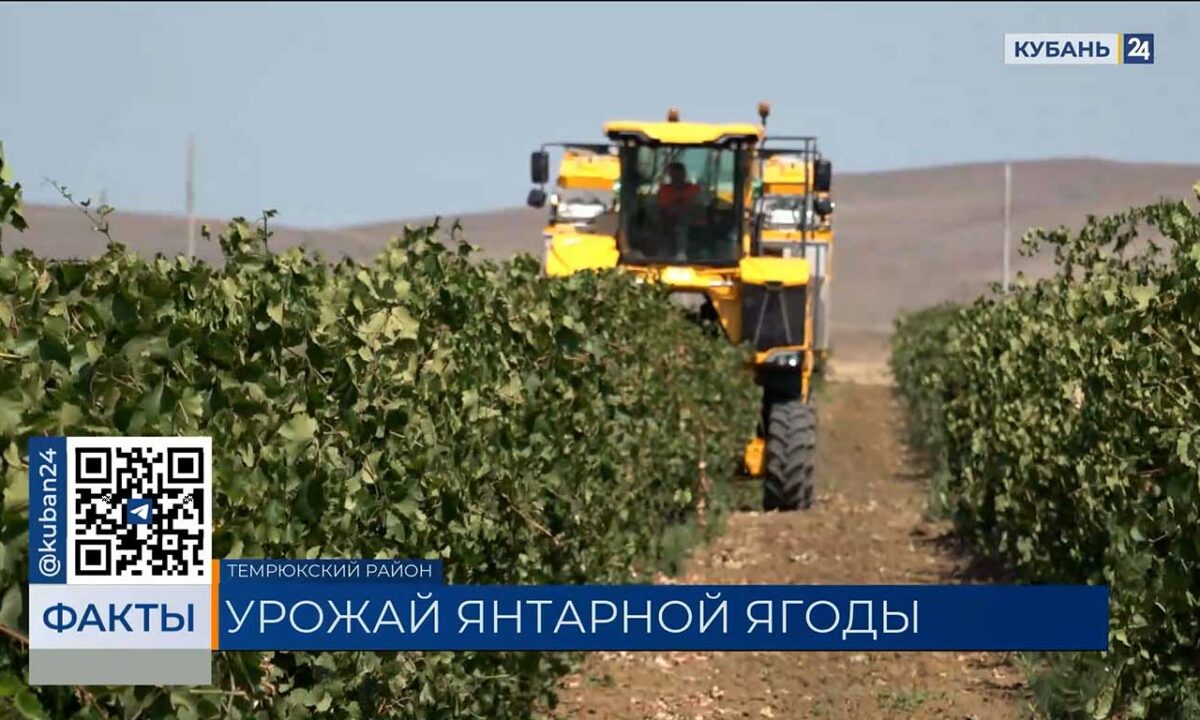 На Кубани аграрии планируют собрать в 2025 году около 250 тыс. тонн винограда