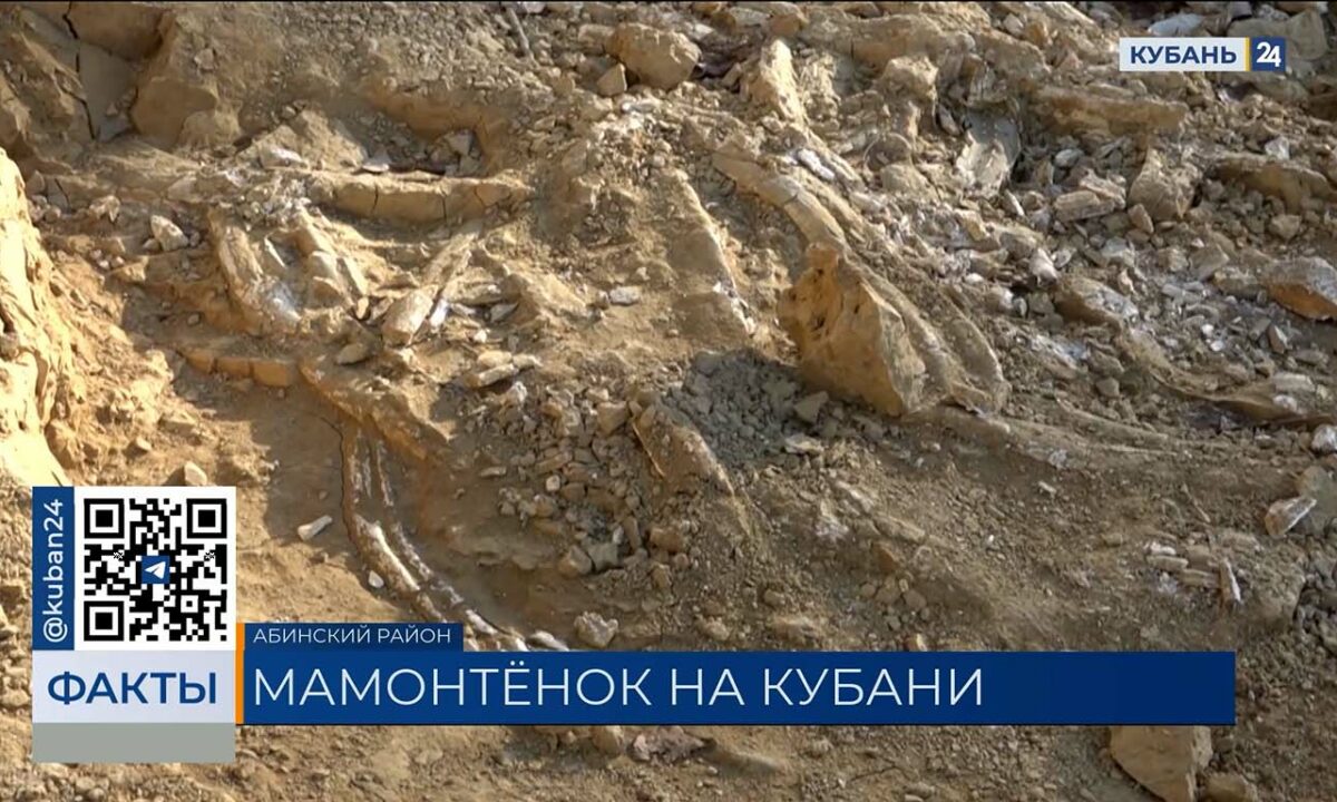 Части найденного в Абинске мамонта передали музею в Краснодаре