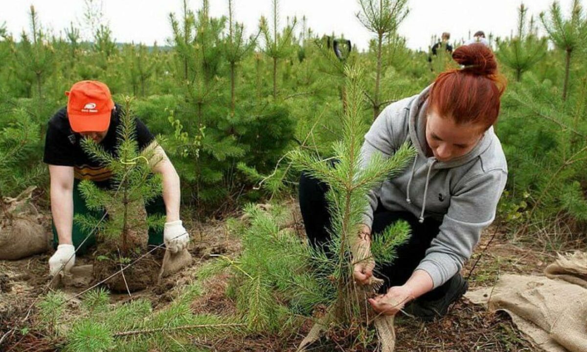 Всероссийская акция «Сохраним лес» пройдет в 27 районах Кубани