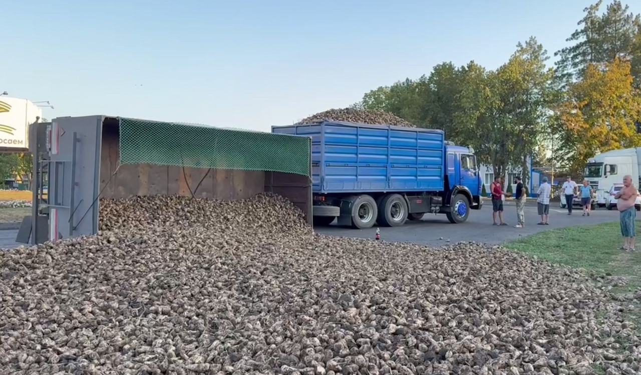 Прицеп со свеклой опрокинулся на кольцевой развязке в станице Ленинградской