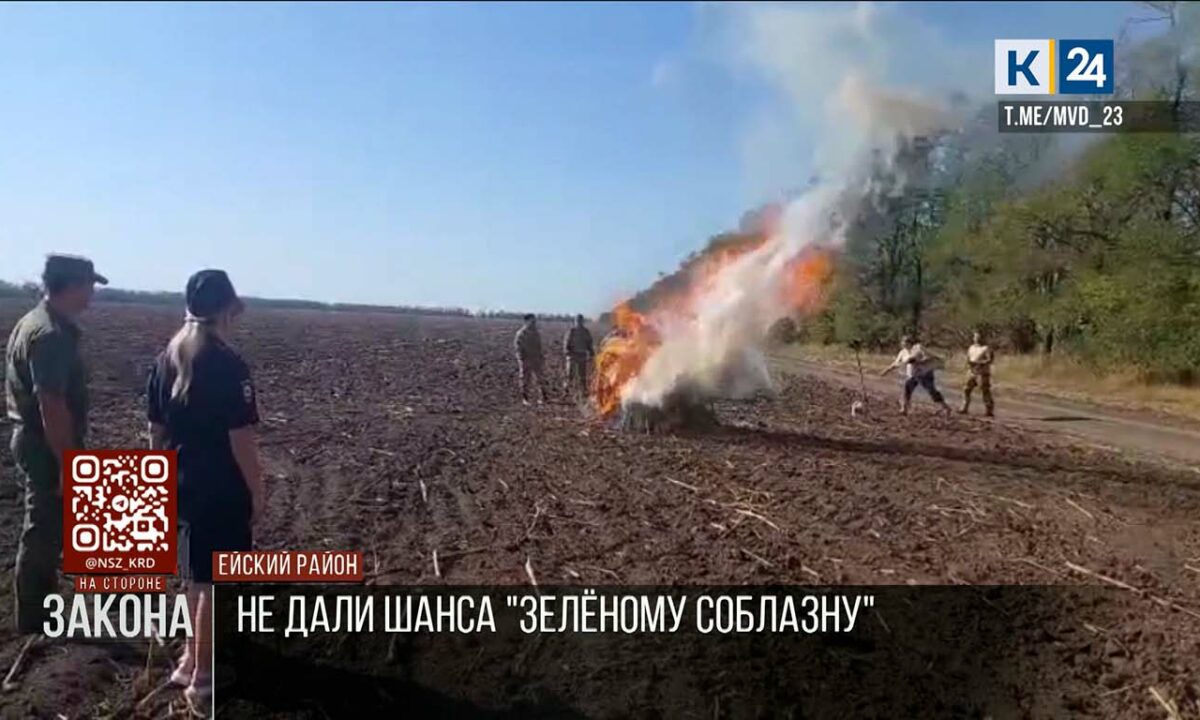 Более 6 тыс. кустов конопли уничтожили в Ейском районе
