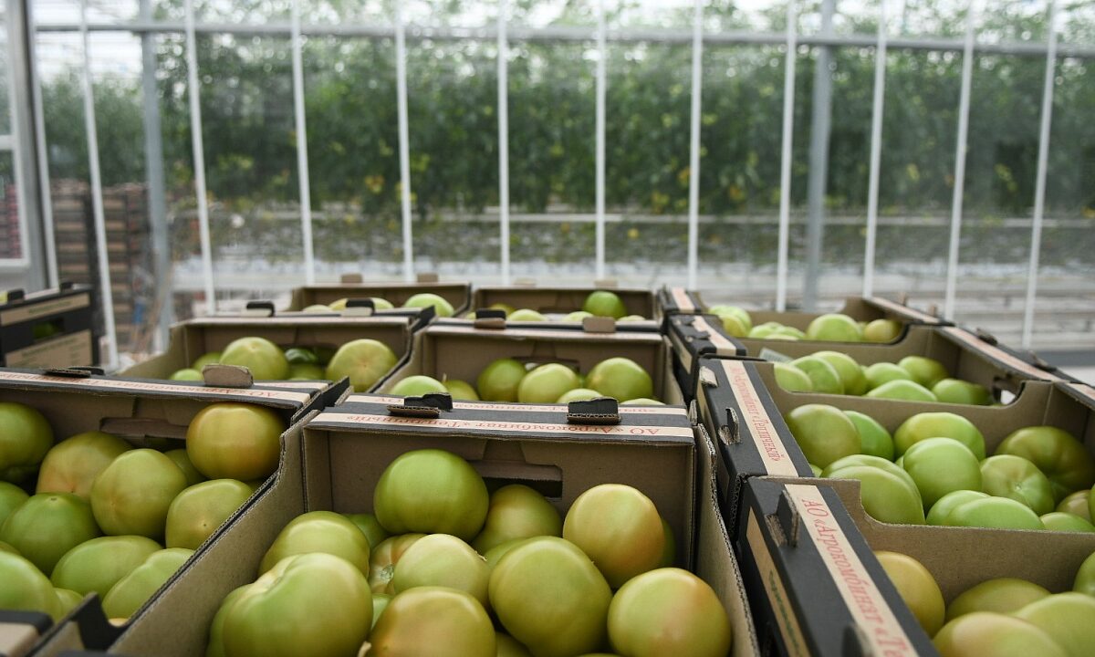 За 10 лет объем производства сельхозпродукции в Краснодаре увеличился в три раза
