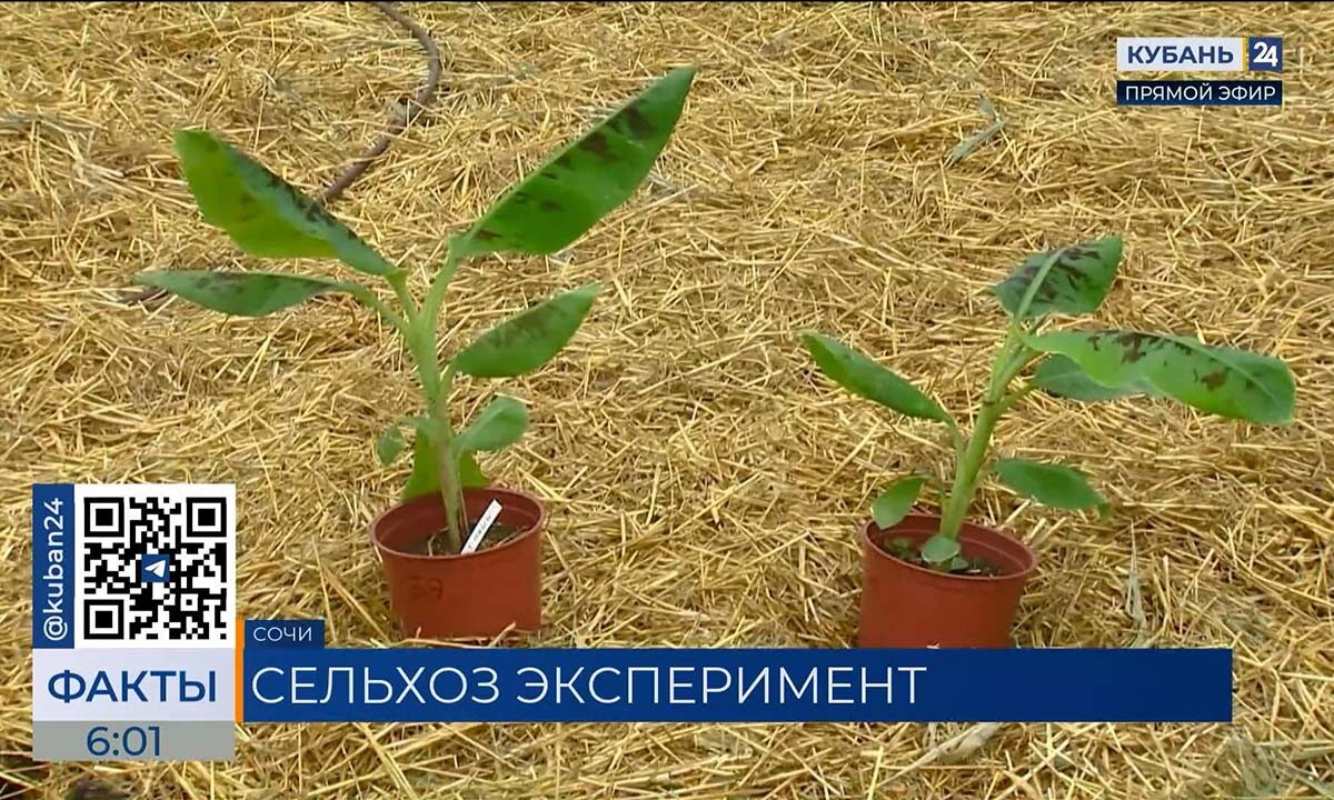 В Сочи высадили саженцы бананов в рамках агроэксперимента