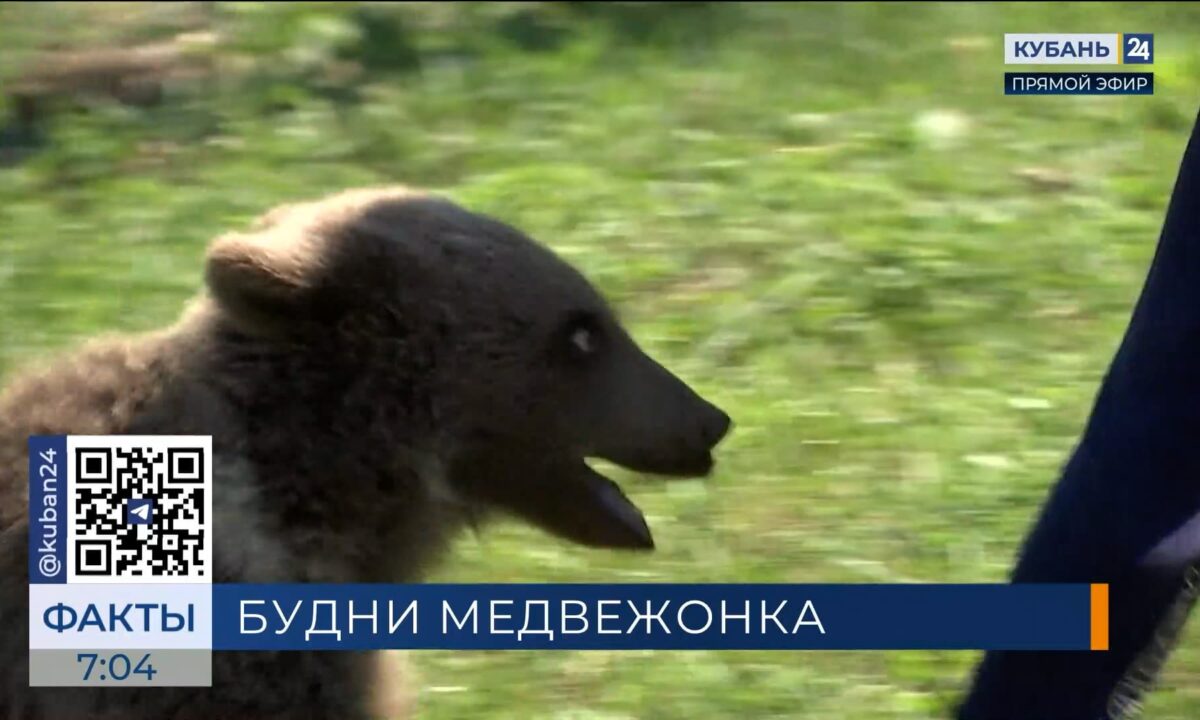Спасенный в Апшеронском районе медвежонок стал частью московского цирка