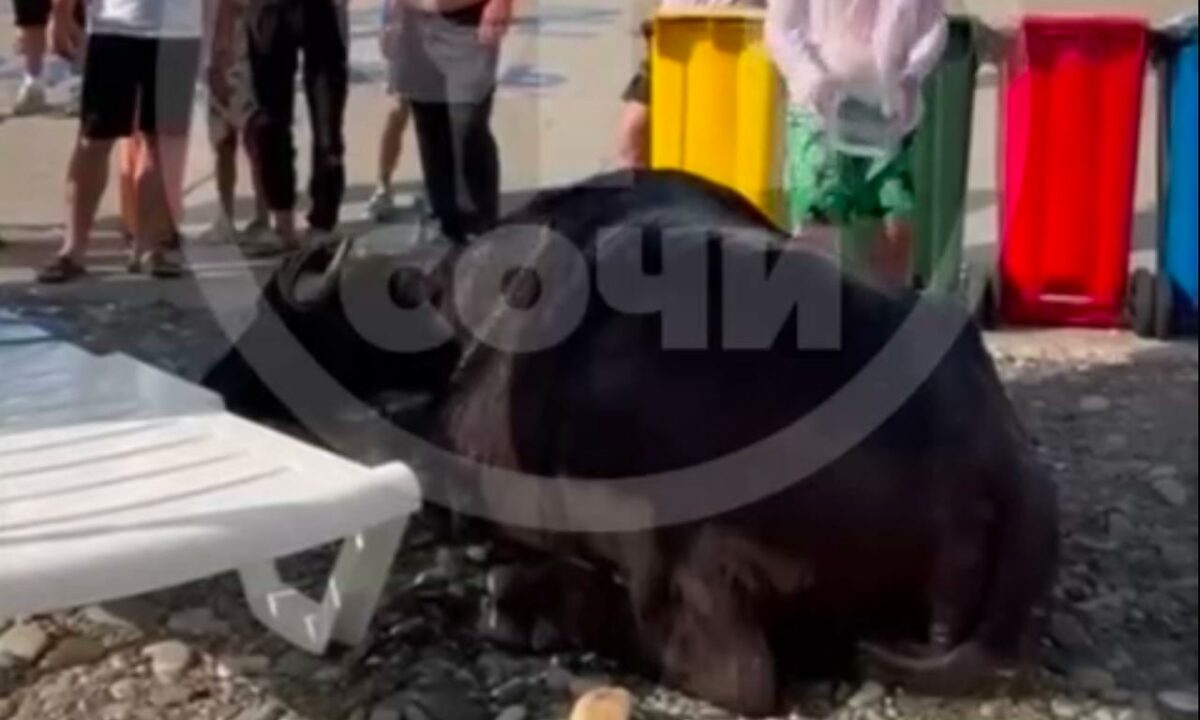 Отдыхающие вытащили обессиленного быка из моря в Сириусе