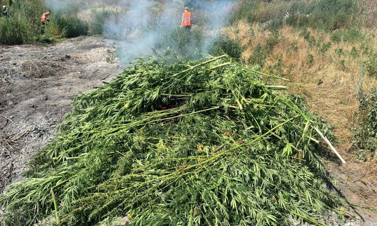В Усть-Лабинском районе уничтожили почти 1,9 тыс. кустов конопли