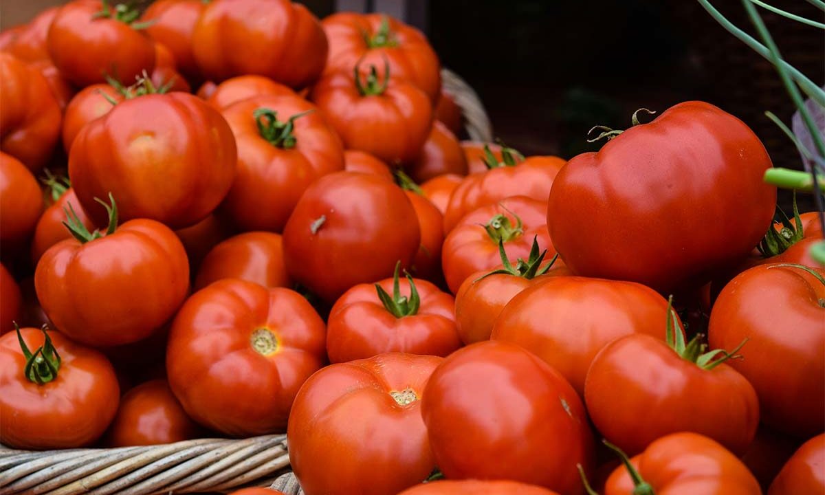 Бычье сердце, черри, «сливы»: как выбрать вкусные и сочные помидоры