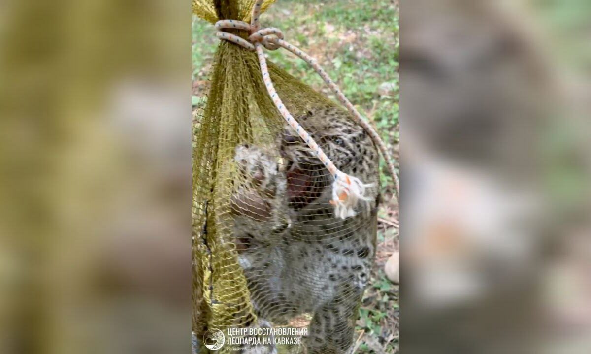 Котята из Центра восстановления леопарда в Сочи набрали почти 2 кг за три недели