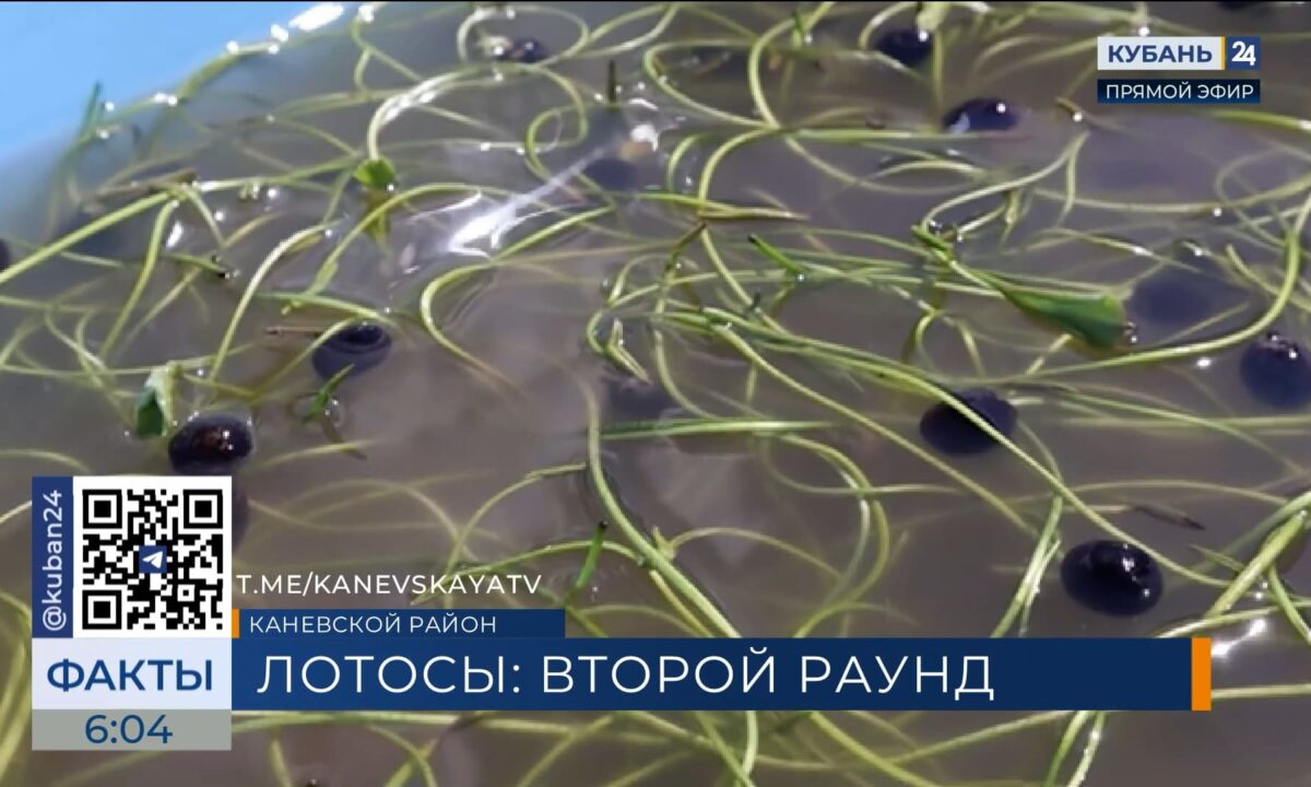 Лотосы зацвели на набережной центрального пляжа в станице Каневской