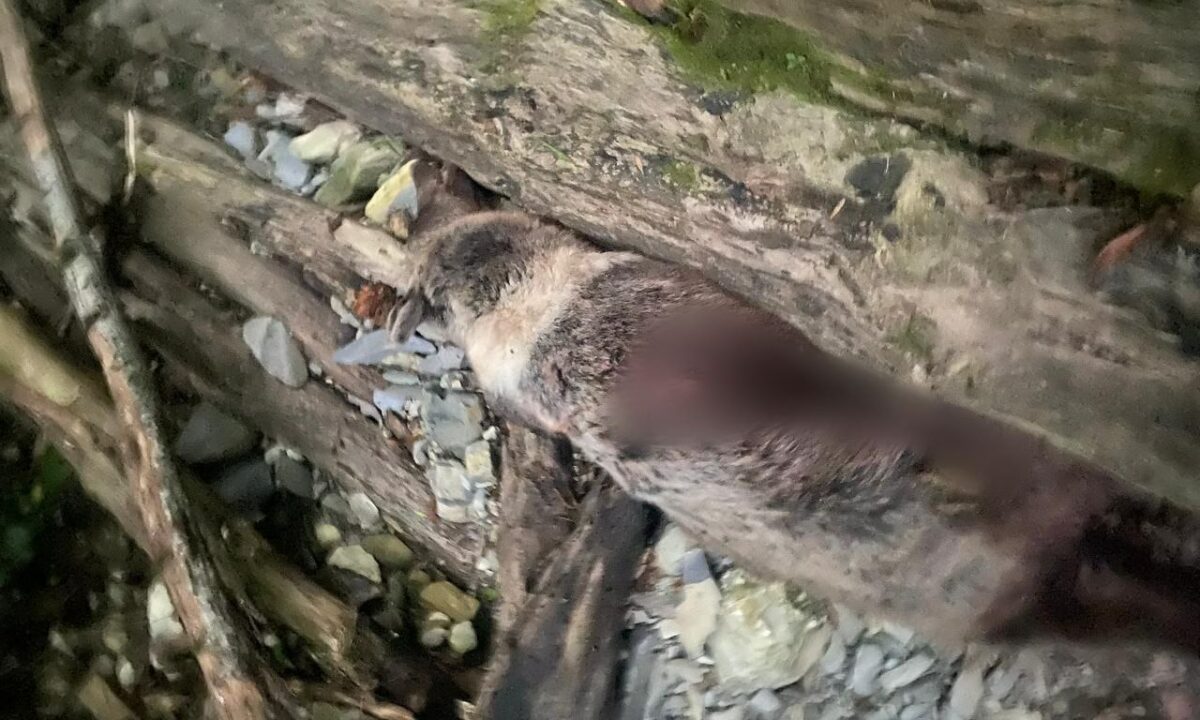 В Сочи задержали браконьера, убившего в медведя на территории нацпарка