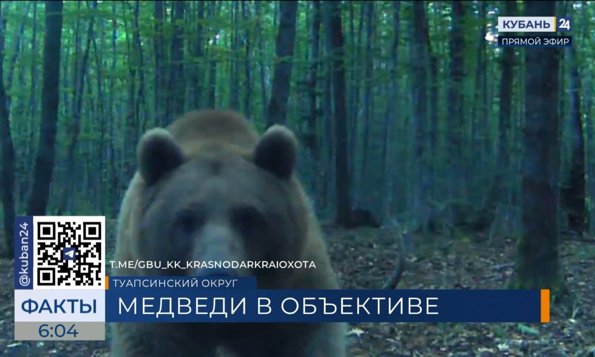 Фотоловушка запечатлела любопытных медведей в заказнике под Туапсе