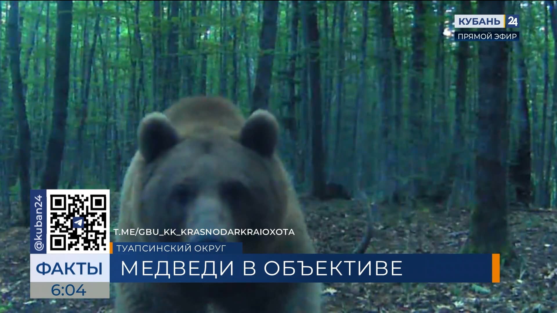 Фотоловушка запечатлела любопытных медведей в заказнике под Туапсе