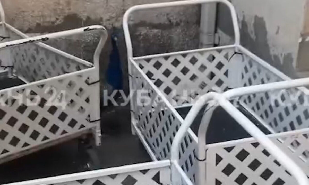 Павлин сбежал из дендрария и спрятался во дворе детской больницы в Краснодаре