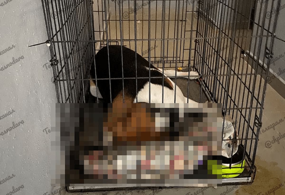 В Краснодаре нашли труп собаки в клетке в одном из ЖК в Немецкой Деревне