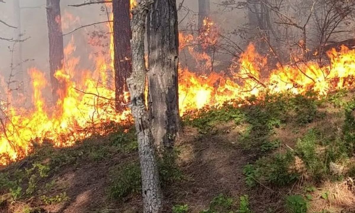 Площадь лесных пожаров под Геленджиком увеличилась до 19 га