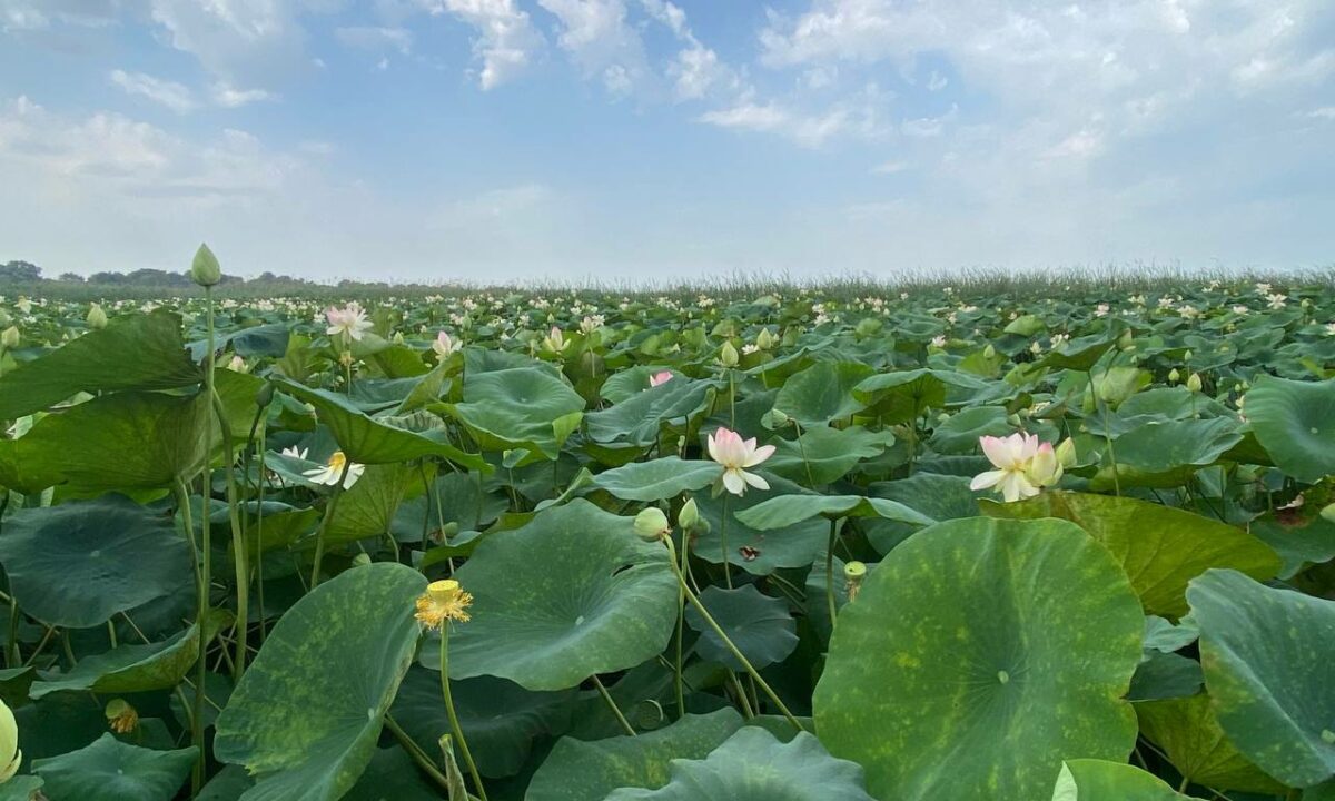 Озеро лотосов под Краснодаром снова заполнили водой