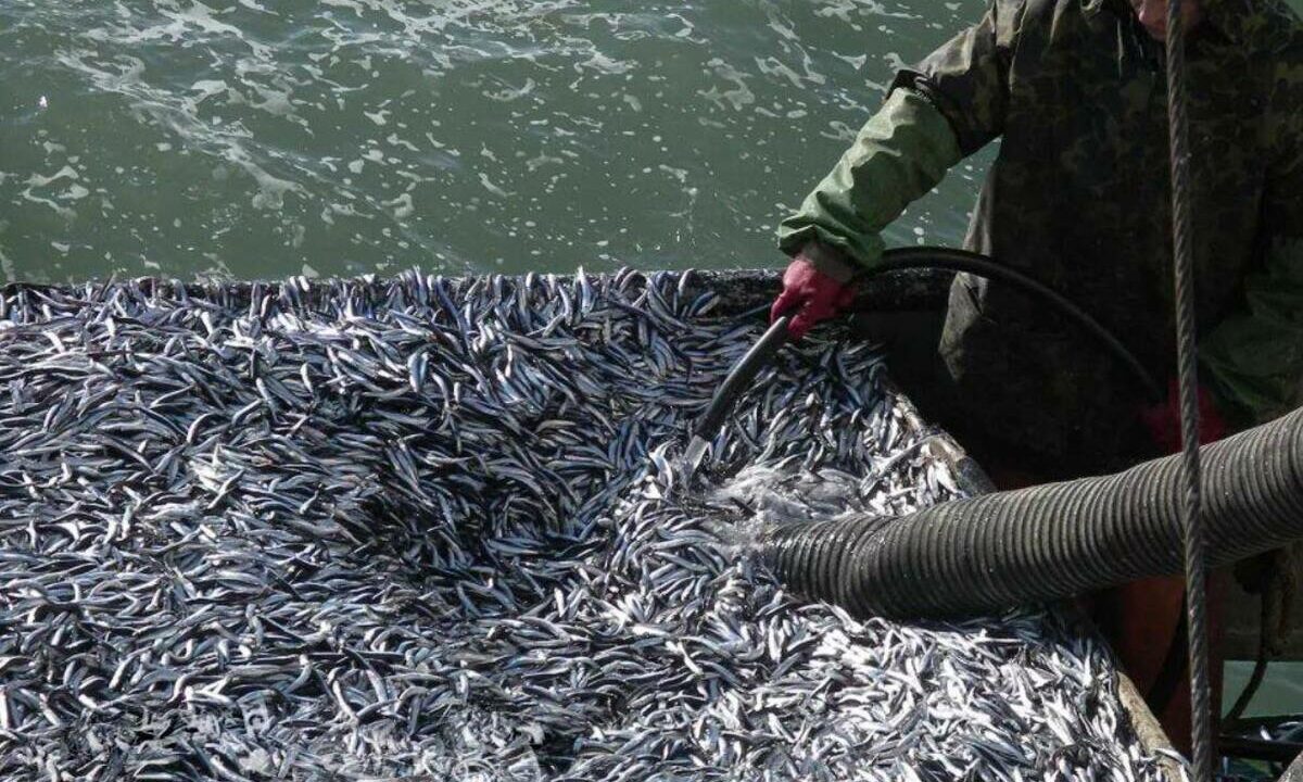 С начала года в Черном и Азовском морях добыли 28 тыс. тонн рыбы и моллюсков