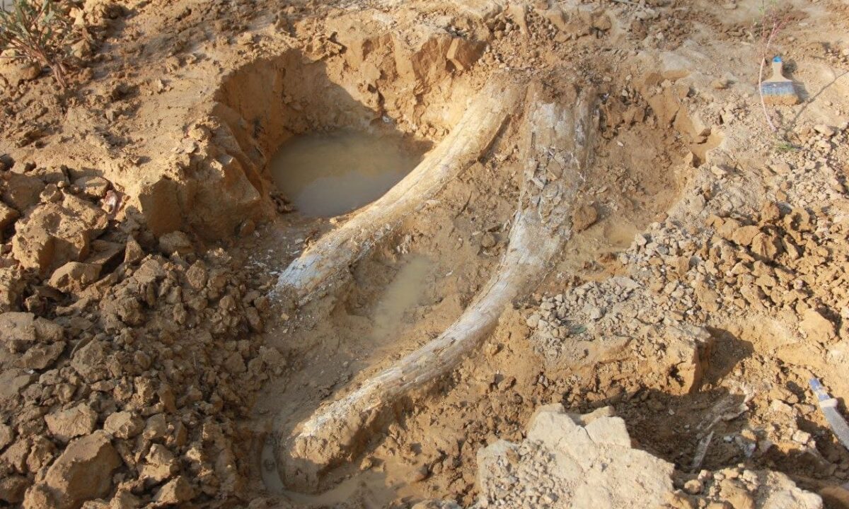 Останки молодого шерстистого мамонта нашли в Абинске
