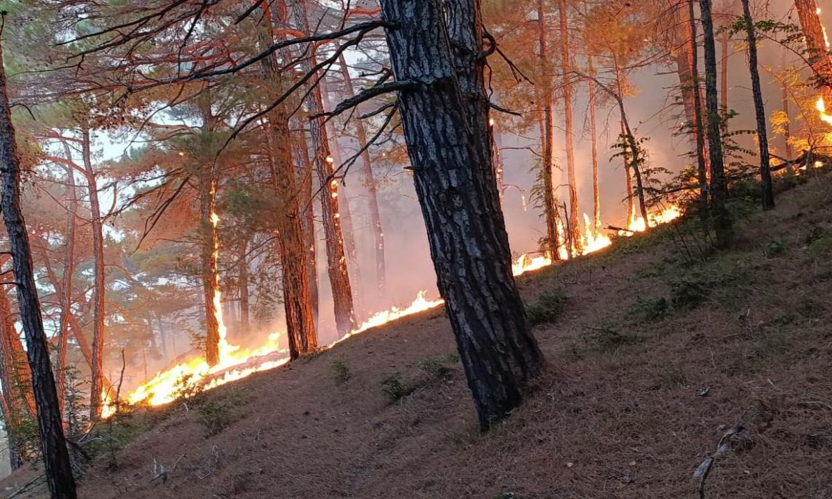 Площадь активного горения в лесу Геленджика составляет около 500 кв. метров